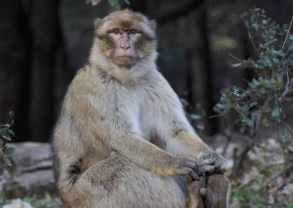 4 days tour from Marrakech to Fes via Merzouga desert